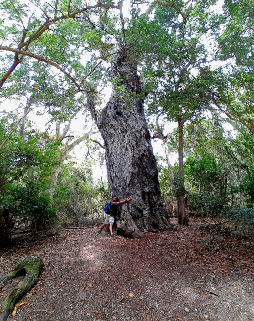 Travel Guide 3 Ryan hugging a massive Outeniqua yellowwood tree with flaking bark in the Garden Route indigenous forest.