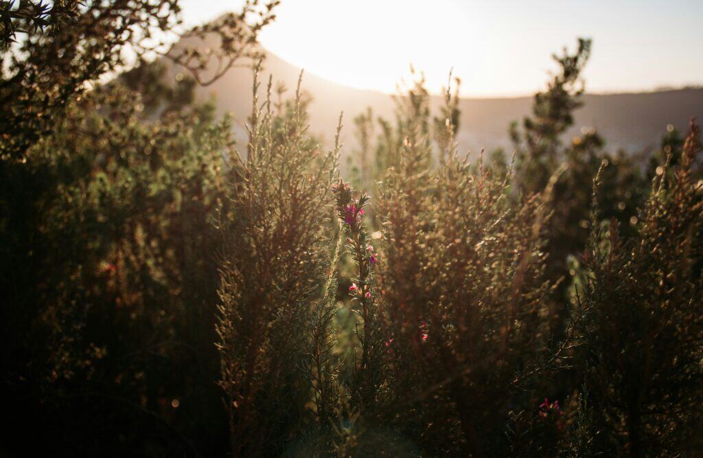 Cape Town Fynbos Delicate Fynbos requires ongoing sustainable tourism efforts.