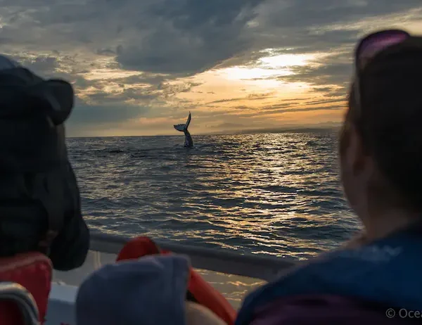 Whale Watching Knysna South Africa