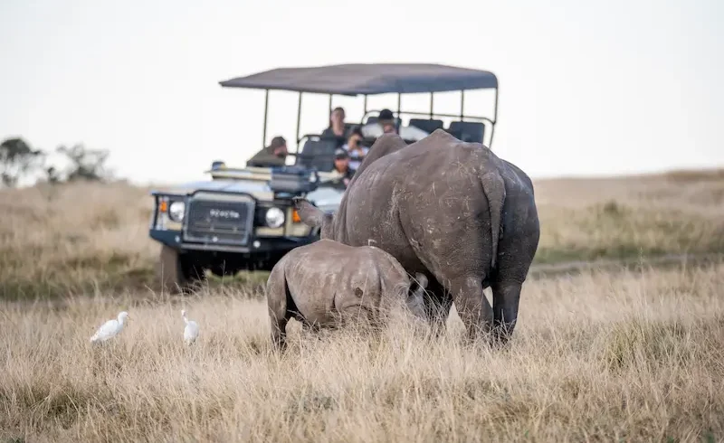 5-Day Luxury Garden Route Safari & Highlights 1 Garden Route Safari Big 5 Game Drive