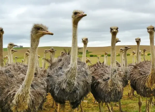 Garden Route Safari Ostrich in Oudtshoorn