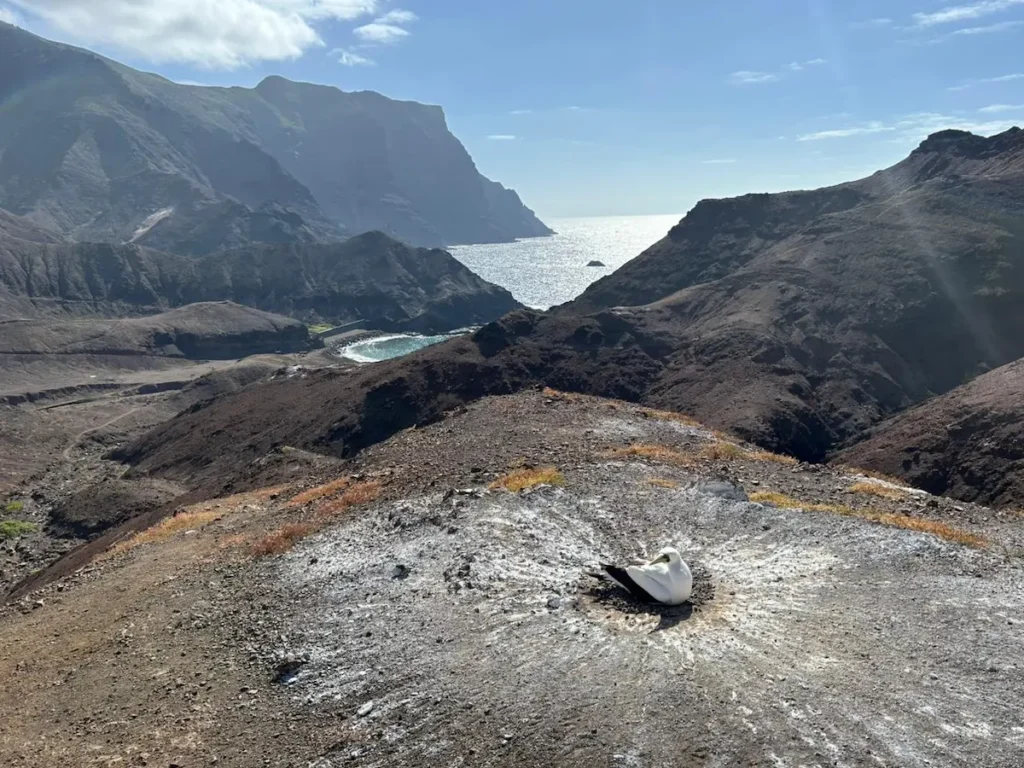 Saint Helena: A Gem in the South Atlantic 5 Masked Booby suntanning on the Sugar Loaf trail, Saint Helena