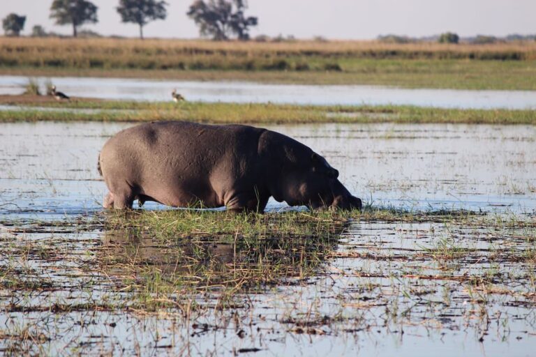 Kruger Park vs. Western Cape Safari: The Summer Showdown 🦁 1 Hippo wading in the water | Kruger Park vs Western Cape Safari